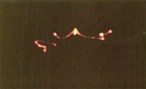 Rendlesham Forest Incident: 1980 UFO Event Near UK Military Base