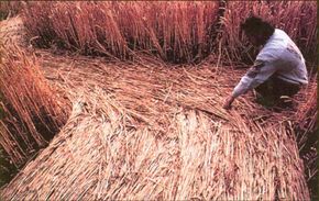 The 1884 Nebraska Crash: Investigating the Historic UFO Incident