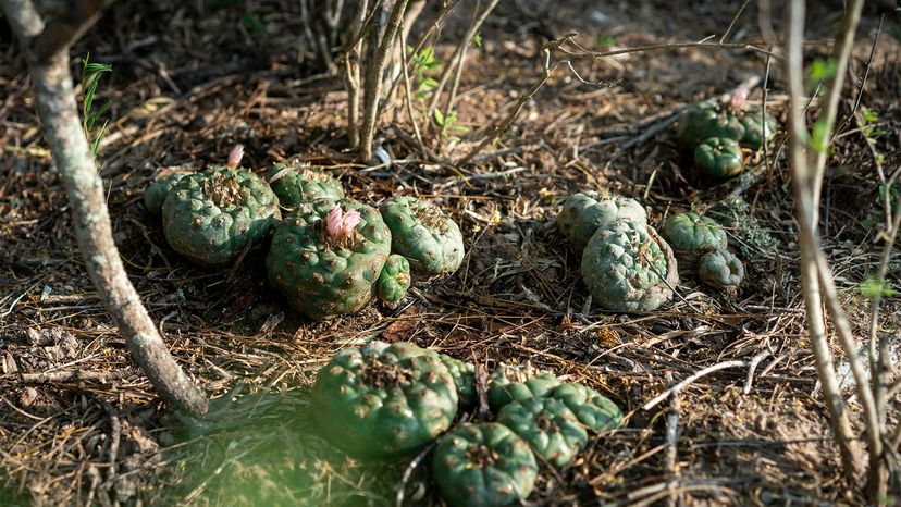 Peyote: Sacred Plant Facing Endangerment and Emerging Legal Status