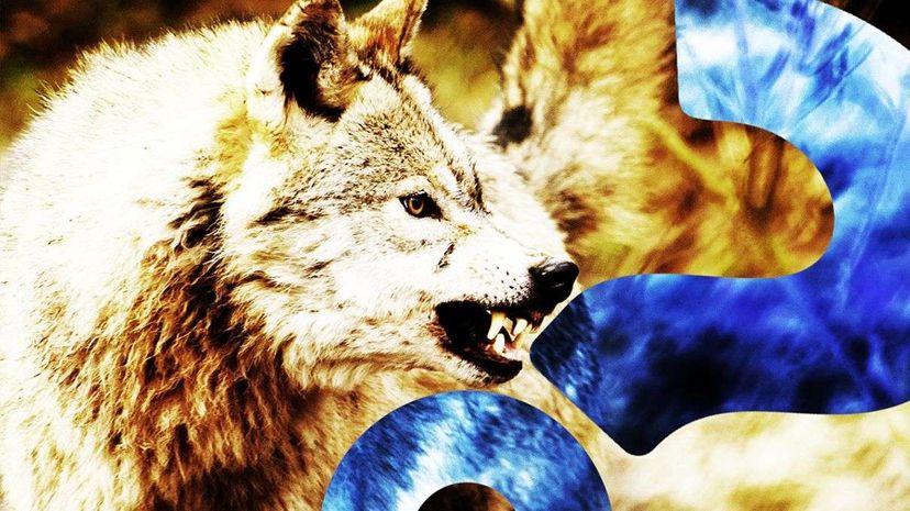 30 Years After Chernobyl: Wildlife Thrives in the Exclusion Zone