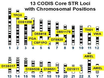 Understanding DNA Profiling: How It Works and Its Impact