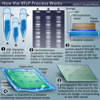 Understanding DNA Profiling: How It Works and Its Impact