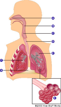 Can Breathing Pure Oxygen Be Dangerous? Understanding the Risks