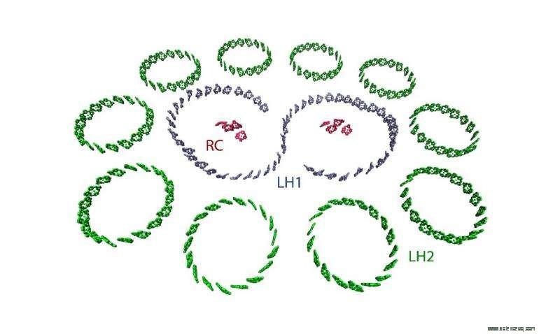 Purple Bacteria Reveal Pathway to Ultra‑Efficient Light Harvesting