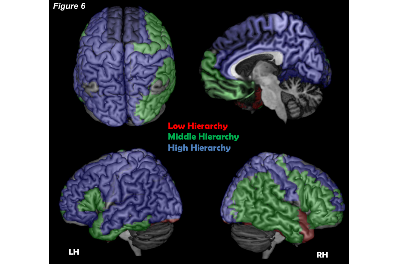 Unveiling the Brain s Conscious Core: A New Study Maps the Cortical Network