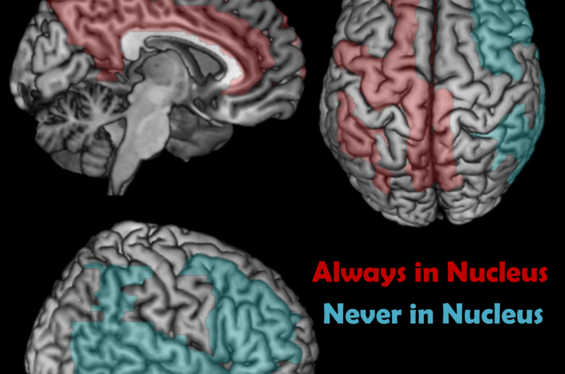 Unveiling the Brain s Conscious Core: A New Study Maps the Cortical Network