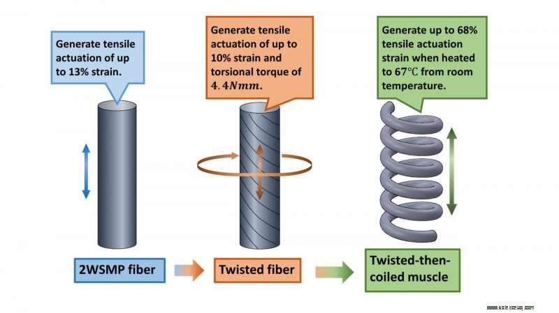 Coiled Shape‑Memory Polymer Muscles Deliver Unprecedented Flexibility