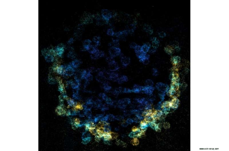 Professor pioneers cutting‑edge super‑resolution microscopy techniques