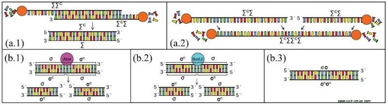 New Evolutionary Model Reveals Mechanisms of Life’s Continuous Adaptation