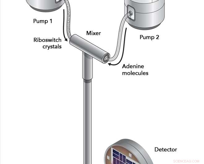 X‑ray Laser Captures Real‑Time Atomic-Scale Snapshots of Riboswitch Activation