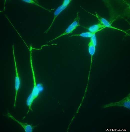 Bridging Biology and Electronics: An Interdisciplinary Pathway to Connect Living Materials with Devices