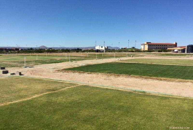 NMSU Turfgrass Experts Drive Irrigation Efficiency and Community Outreach