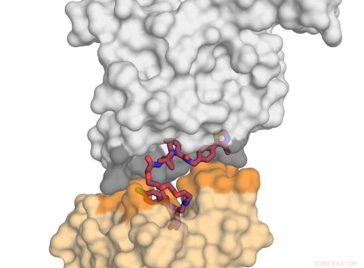 Degrading the Undruggable: How a Protein  Kiss of Death  Targets BRD4