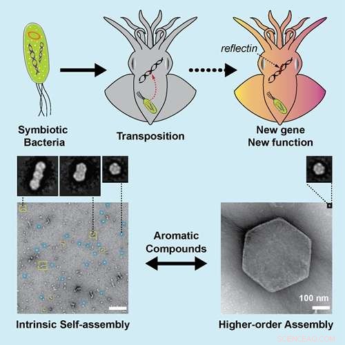 Scientists Uncover the Genetic Basis Behind Octopus Rapid Color Change
