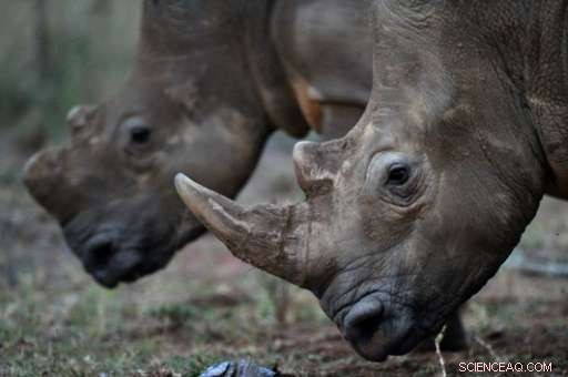 South Africa Jails Rhino Poacher for 20 Years in Landmark Conservation Case