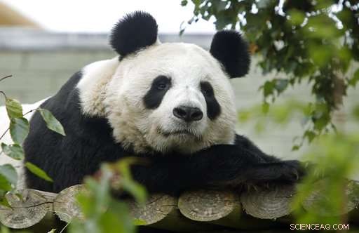 Edinburgh Zoo Confirms Giant Panda Tian Tian Will Not Give Birth in 2017