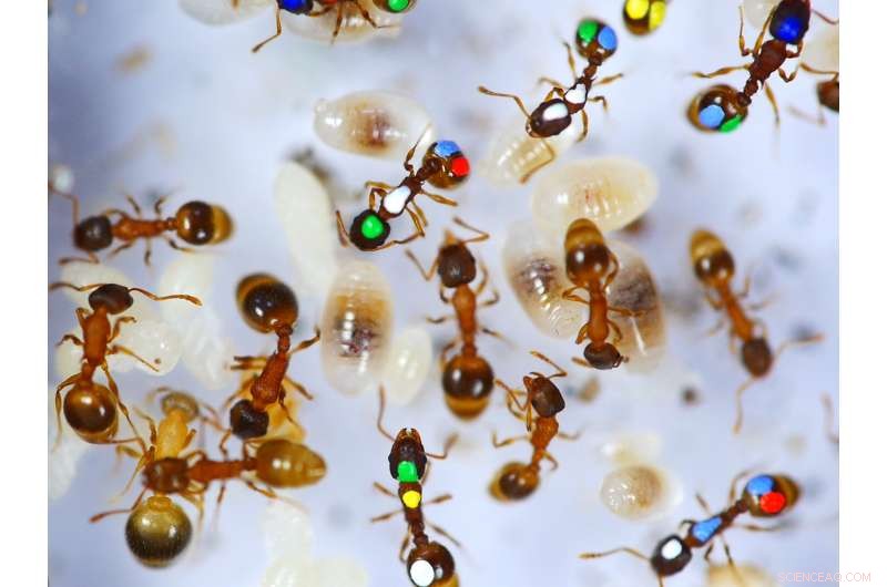 Lazy Ants Reveal Unexpectedly Valuable Roles in Their Colony