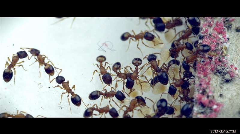Lazy Ants Reveal Unexpectedly Valuable Roles in Their Colony