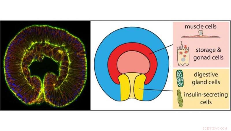 Tracing the Evolutionary Roots of the Gut: From Embryonic Development to Complex Organism