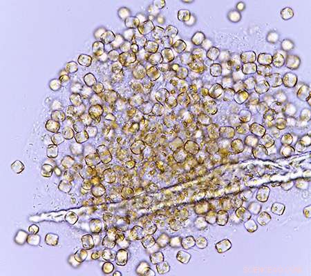 Innovative Microscope Reveals Marine Microbe Dynamics at Optimal Scale