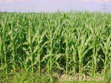 Can You Hear Corn Grow? Scientists Confirm the Myth
