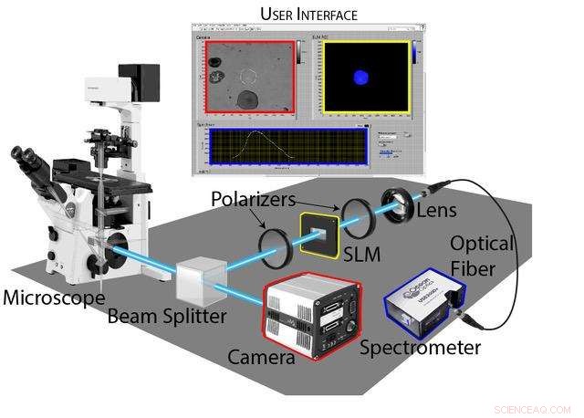 New Optical Tool Enables Spectral Analysis of Specific Sample Structures Without Interrupting Imaging