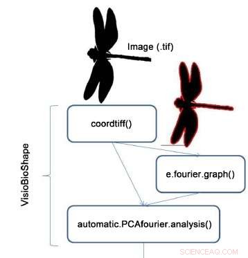 Leveraging Acoustic Physics to Identify Biological Images