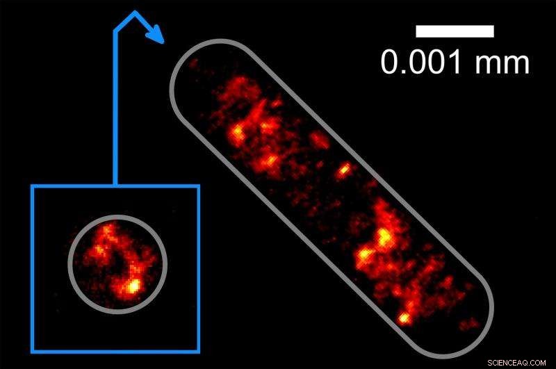 Optical Tractor Beam Captures Bacteria – Breakthrough in Microbial Manipulation