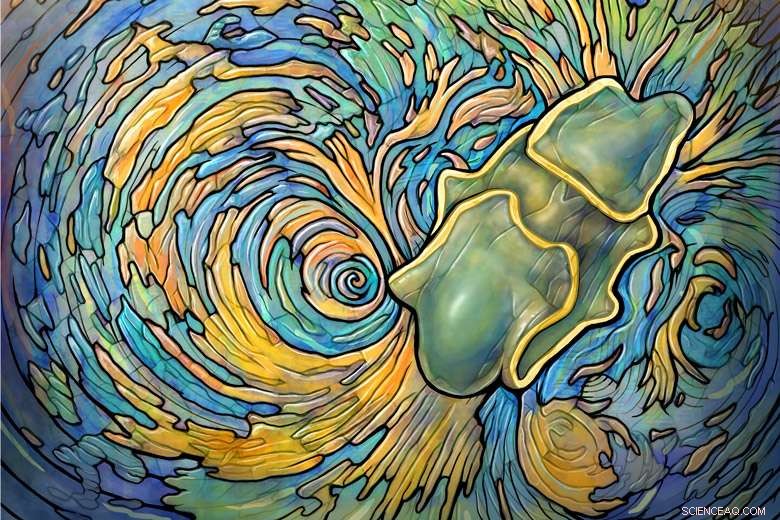 Starfish Larvae Use Complex Water Whorls to Capture Food and Navigate