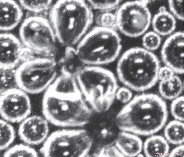 Scientists Reveal How Champagne s Bubbles Define Its Taste