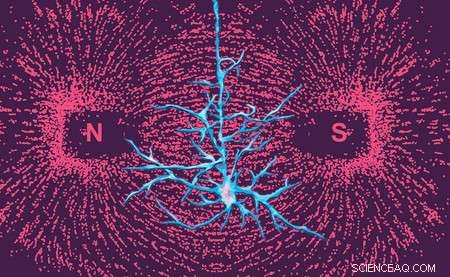 Caltech Biologist Challenges Claims on Animal Magnetic Sense