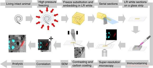 New Microscopy Breakthrough Accelerates Brain Mapping Research