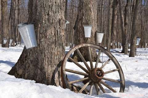 NIST Metrology Drives Precision in the Maple Syrup Industry