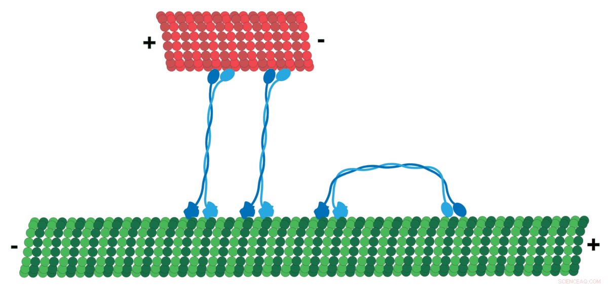 Scientists Reveal Gear Mechanism in Molecular Motor for Directional Switching