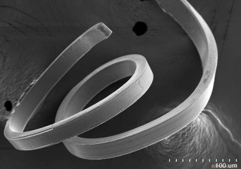 Flexible Ferroelectrics Unite Ferroelectric and Piezoelectric Worlds