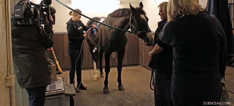 Police Horse Viggo Leads Cutting-Edge Thermoelectric Hoof‑Damage Detection Study