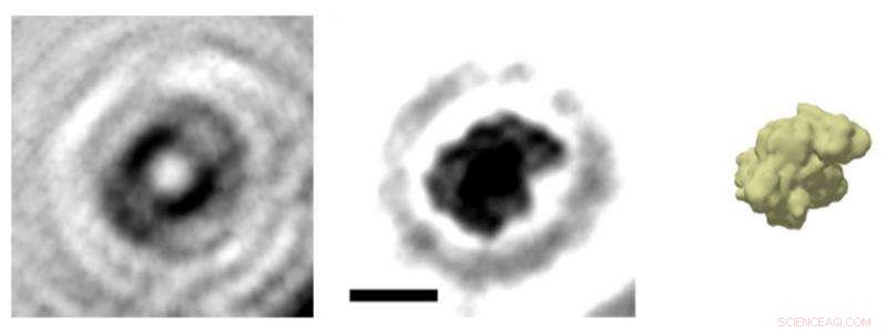 High-Resolution Imaging of Individual Proteins via Electron Holography