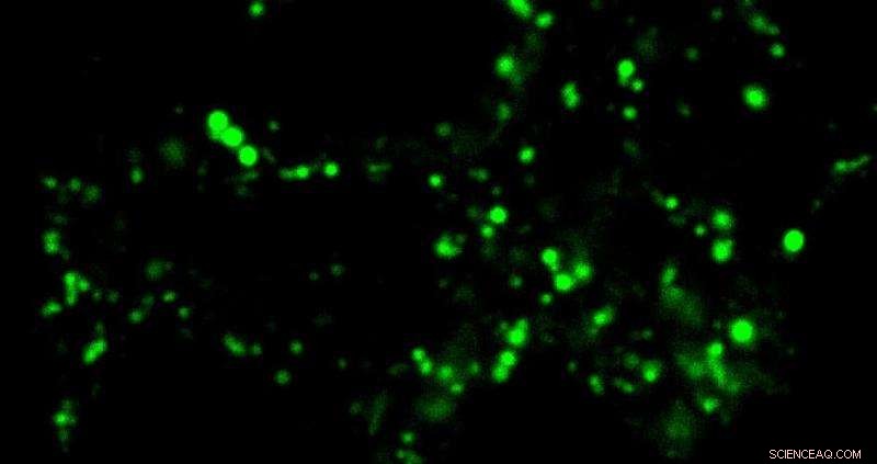 Advanced Technique Enhances Imaging System Accuracy