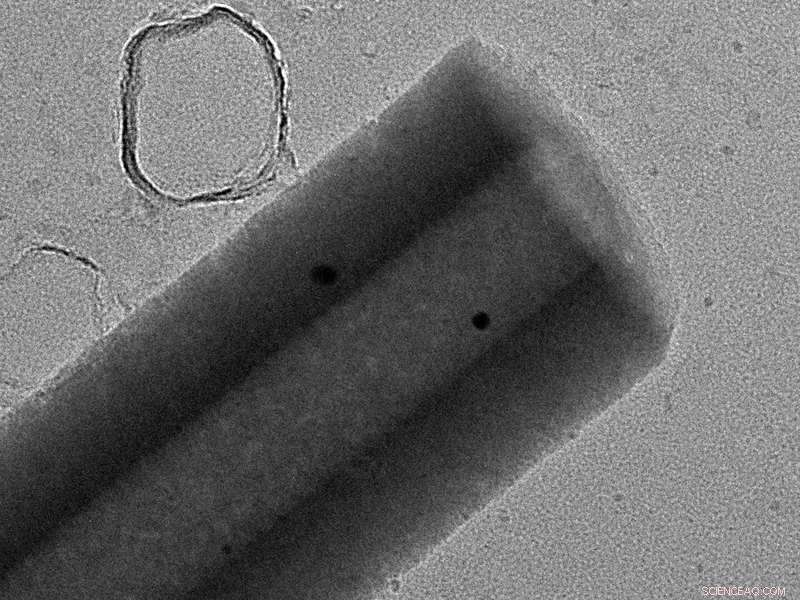 Enzyme-Driven and Ultrasound-Powered Miniature Robots Navigate Biological Fluids