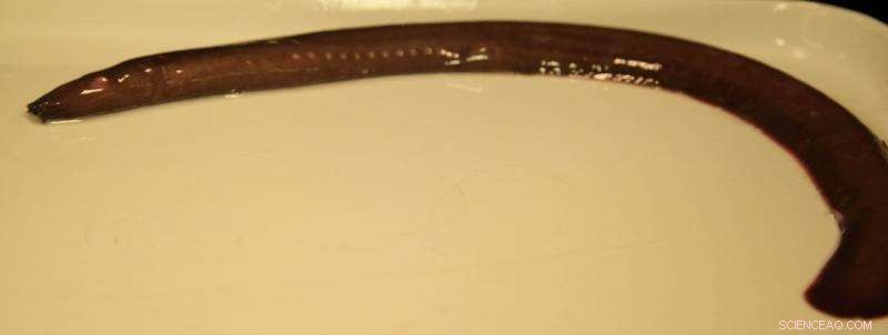 Unveiling the Mystery: Scientists Reveal Hagfish Slime s Extraordinary Properties