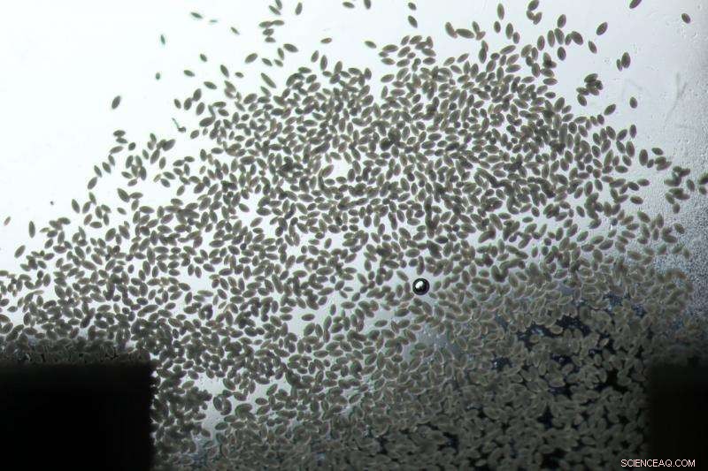 Unveiling the Mystery: Scientists Reveal Hagfish Slime s Extraordinary Properties