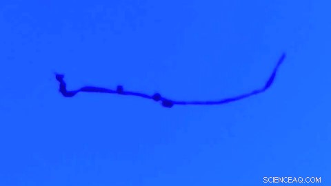 Heat-Flow Technique Achieves Universal Levitation of Diverse Objects