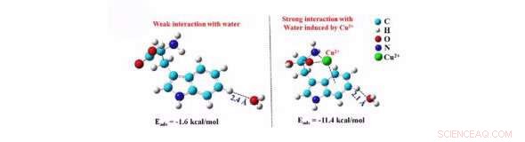 Scientists Investigate Universal Biomolecule-Water Interactions
