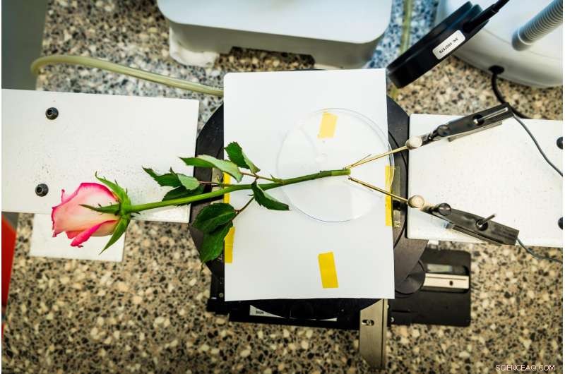 In‑Vivo Polymerization Creates Wires and Supercapacitors Inside a Rose: A Breakthrough in Plant‑Based Energy Storage