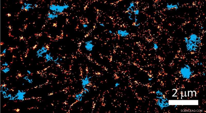 Unveiling Cell Surface Traffic Control: Researchers Illuminate a Fundamental Biological Process