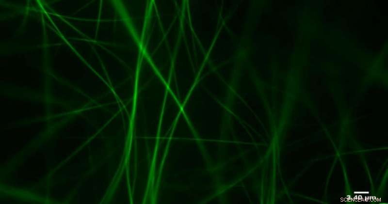 Exploring the Exotic Vibrational Properties of Cellular Structures