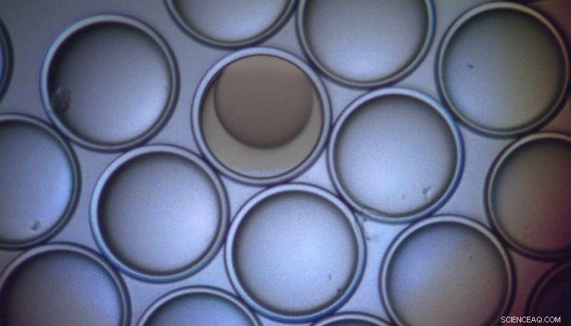 MIT Researchers Create Microscopic Droplet-Based Microscopes