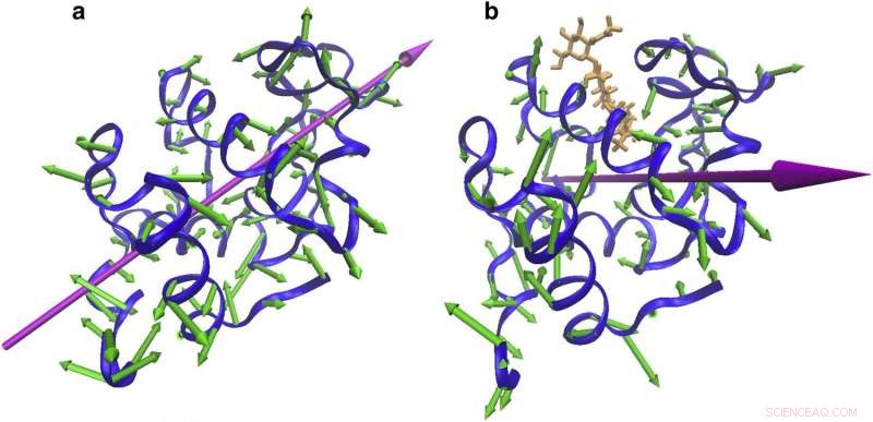 Protein Binding Dynamics: How Interaction Motions Drive Function