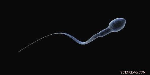 New Mathematical Model Unravels the Secrets of Sperm Motility