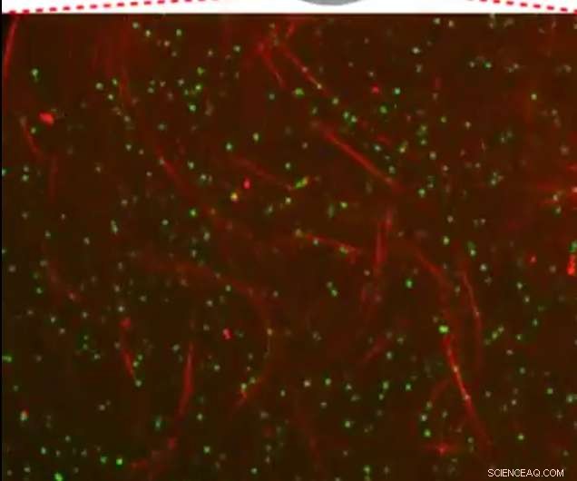 Revolutionizing Materials: Introducing Self-Moving Liquids